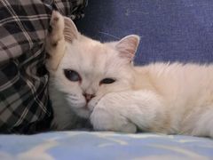 -鼓捣猫呢主题猫咖店