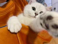 -柚子猫舍·精品猫舍购猫·猫咪认养·购宠·宠物店
