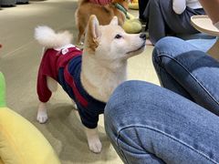 -逗柴咖啡屋·狗咖猫咖宠物桌游