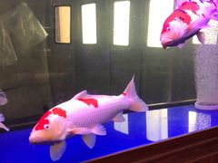 -中环花鸟鱼虫市场