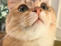 -东方名猫馆·英短金渐层布偶猫舍(环线广场1号楼店)