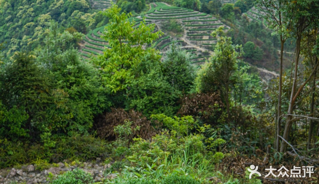 铁观音春茶采摘季