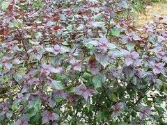 -华蓥山天意谷景区