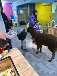点击看大图 -神奇动物撸宠馆·羊驼·小浣熊·异宠(豫园店)