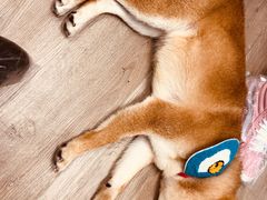 -柴迷FANS CLUB·柴犬狗咖·猫咖
