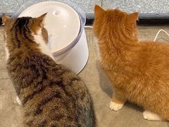 -瞄一喵猫咖(格力海岸店)