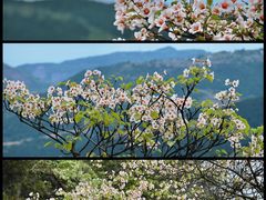 -舒家湾天主教堂