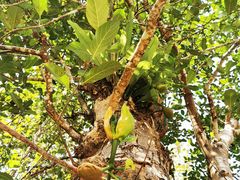 -中国科学院西双版纳热带植物园