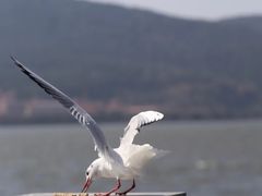 -海埂大坝