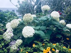 -三圣花乡旅游区