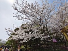 -顾村公园