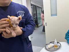 -中农国际动物医院24小时·猫科·骨科·急重症中心