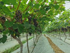 -金谷域澳洲庄园