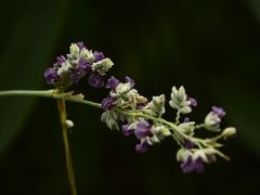-陈家山荷花公园
