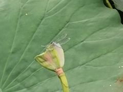 -白洋淀景区