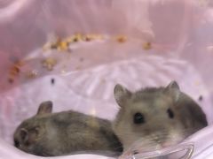 -FAELING PETS美天灵宠物(合生汇店)