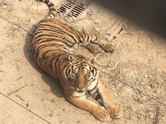 -五龙山野生动物王国