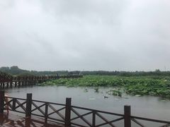 -荷塘月色湿地公园·向阳花洲