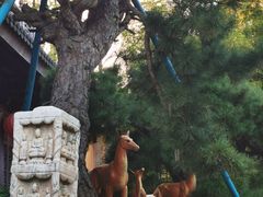 -龙华素斋(龙华路店)