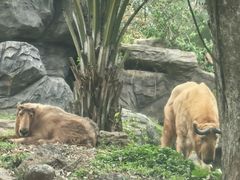 -海南热带野生动植物园