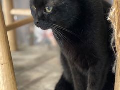 -楼上猫咖(罗湖店)