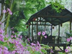 -合肥滨湖国家森林公园