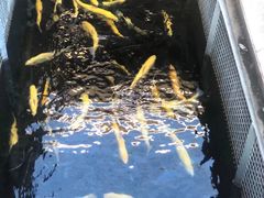 -京北渔家傲