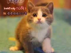 -Bastet sally猫舍购宠(静安店)