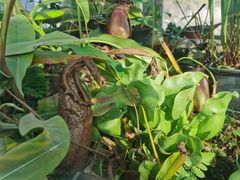 -国家植物园南园