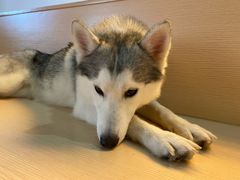 -Husky Go! 哈士奇体验馆·宠物咖啡厅狗咖