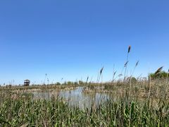 -盐城丹顶鹤湿地生态旅游区