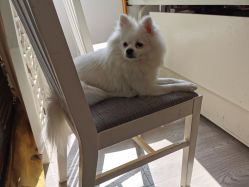 -后宫·古装汉服京剧儿童亲子全家福摄影