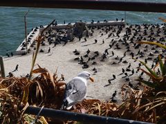 -阿尔卡特拉斯岛