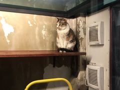 -猫咪博物馆(顶澳仔猫街店)