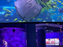 -重庆欢乐海底世界