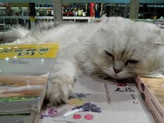 猫3-小时光咖啡馆(开森度假森林店)
