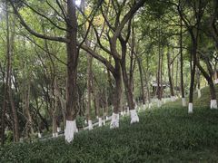 -龙头寺公园