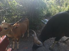 -清迈夜间动物园