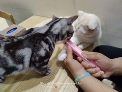 -藏猫猫咖啡主题馆(中央大道店)