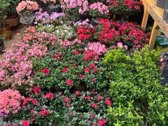 -双季花艺园艺市场(浦东店)