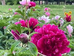 -长春公园(普阳街道)