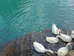 -靖西鹅泉风景区