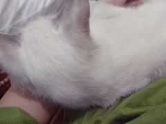 -万小咖.猫咖(中山路天虹店)