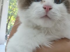-四月宠物医院·猫专科·心脏专科·内科(转塘店)