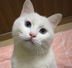 -飛凡TATTOO纹身•原创