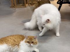-Heymao猫咖.咖啡厅(东门店)