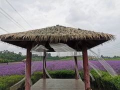 -紫颐香薰山谷景区