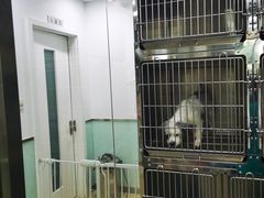 -宠福鑫康馨动物医院·骨科·眼科