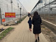 -喜杨洋草莓采摘园