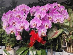 -怡花宜木鲜花店(朝阳路店)